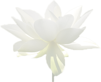lotus-blanc-ouvert